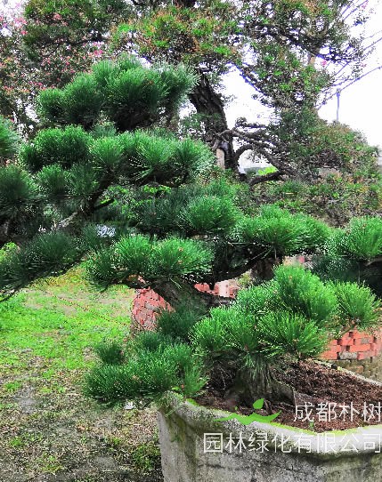 黑松的种子要怎么处理发芽率会更高？